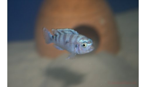 Pseudotropheus lombardoi